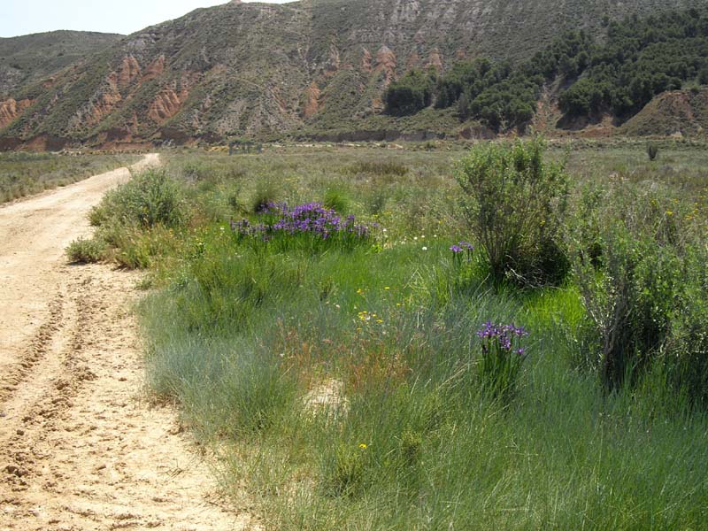 Iris spuria ssp maritima en fleurs dans un paysage steppique de la péninsule Ibérique